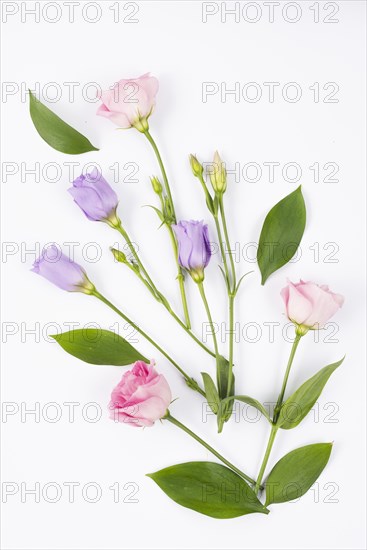 Pink lilac flower composition