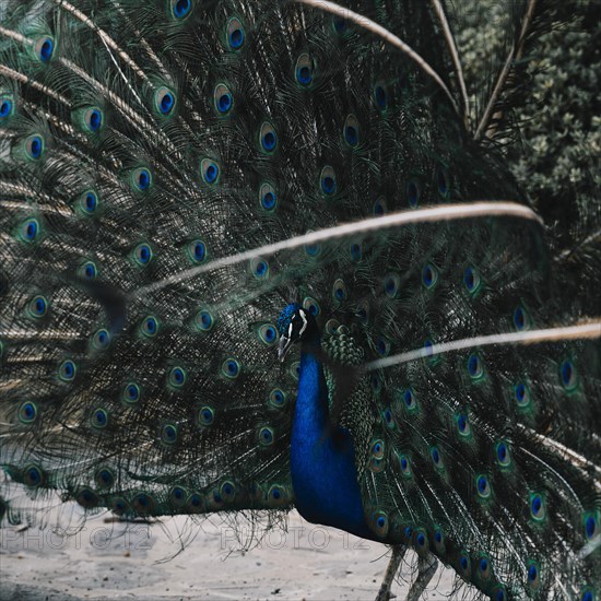 Portrait beautiful peacock