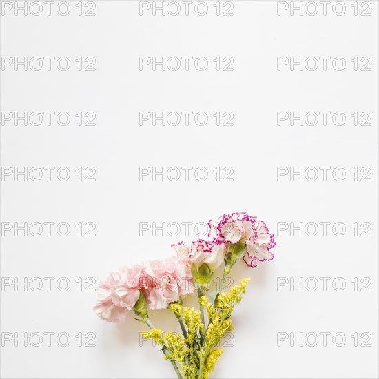 Pretty carnations yellow flowers