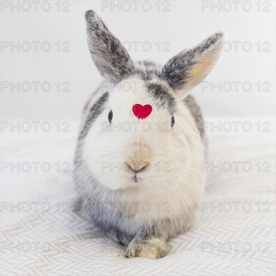 Rabbit with ornament red heart front