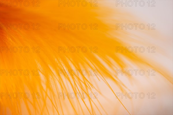 Set many abstract orange fibers