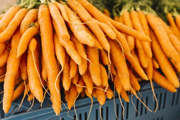 Stack orange harvested carrots