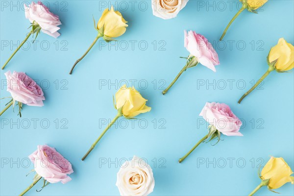 Top view blooming roses 3