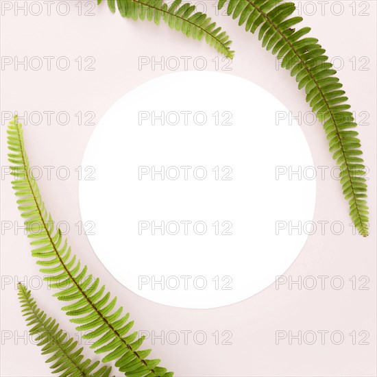 Top view fern leaves with copy space