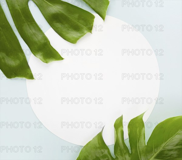 Top view two monstera leaves with copy space