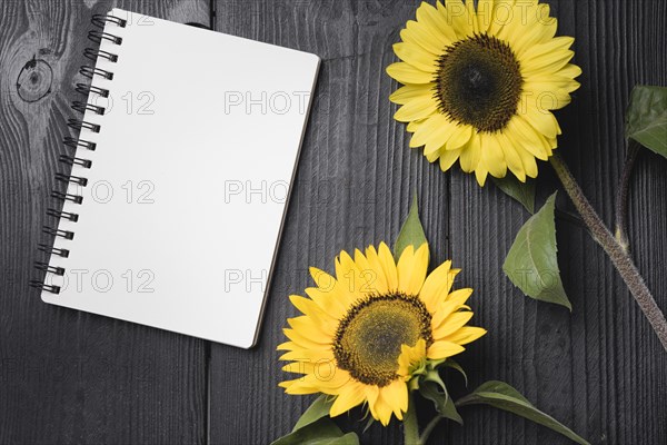 Two yellow sunflowers with blank spiral notebook wooden table