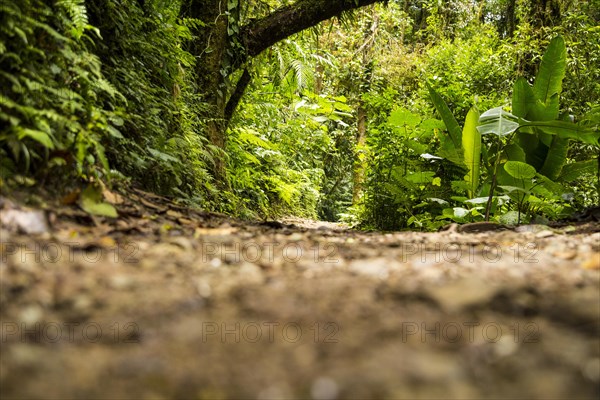 View green rainforest during rainy season