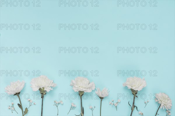 White carnation flowers blue table
