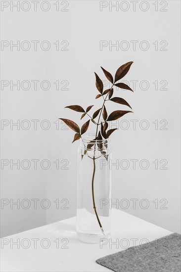 Abstract minimal plant tall glass