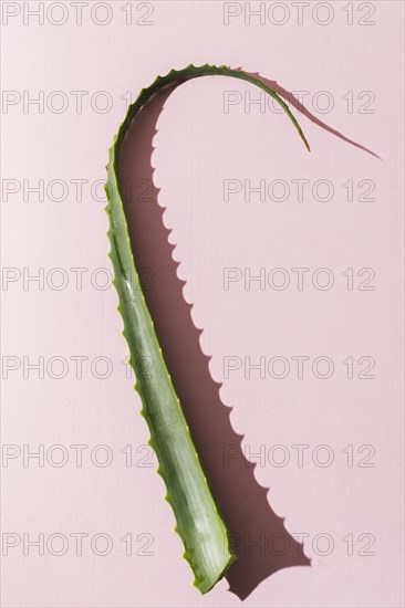 Aloe vera leaves