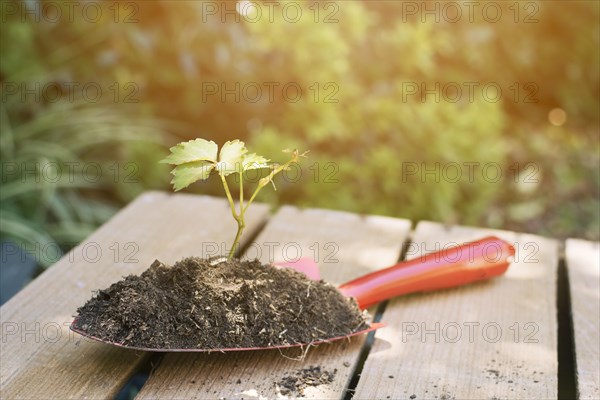 Arranged spade with soil plant