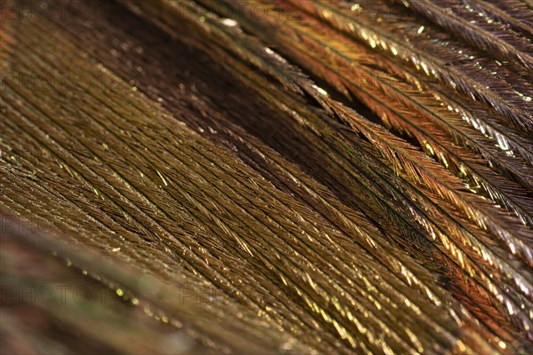 Close up shiny feather organic background