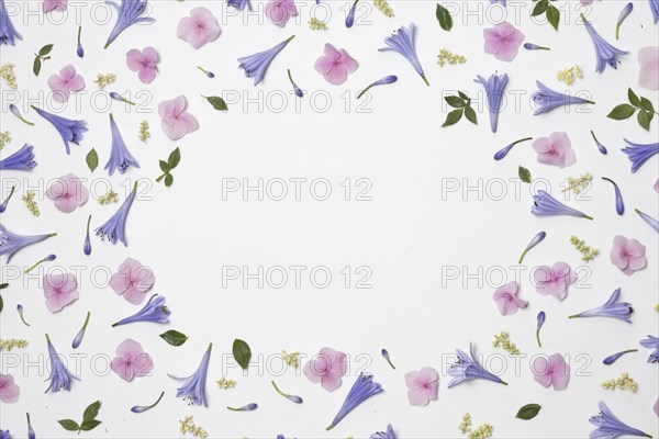 Collection wonderful violet flowers green foliage