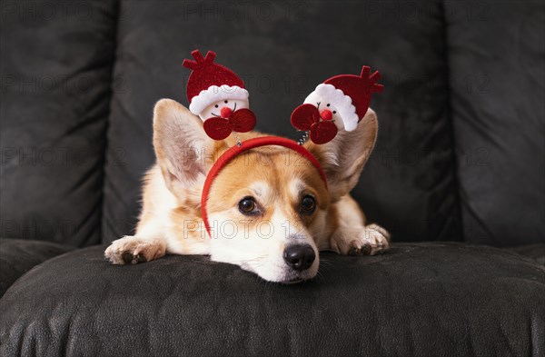 Cute corgi sitting couch