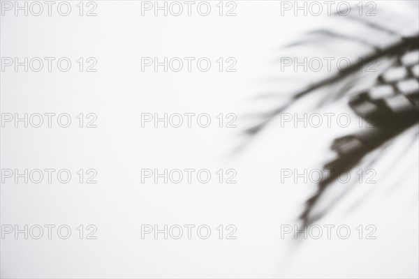 Dark leaves shadow isolated white background