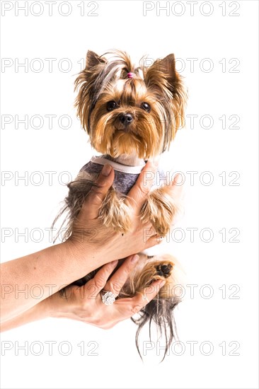 Female s hand holding cute yorkshire hand