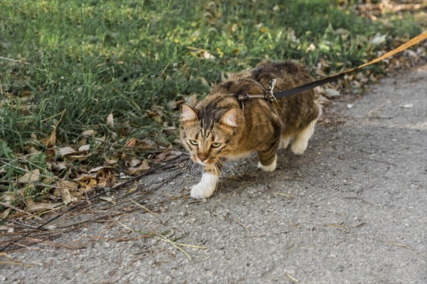 Front view cute tabby cat with collar walking street