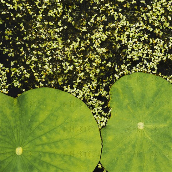 Natural lotus leaves duckweed background