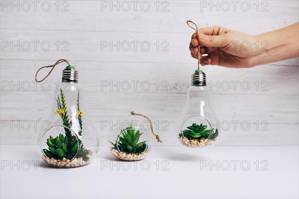 Person holding cactus plant inside light bulb white desk against wooden wall