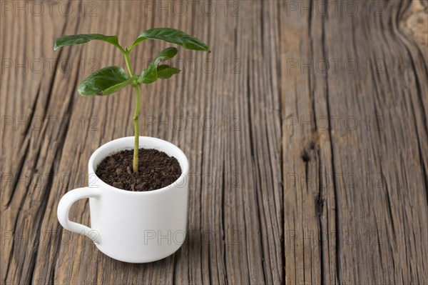 Potted plant wooden background