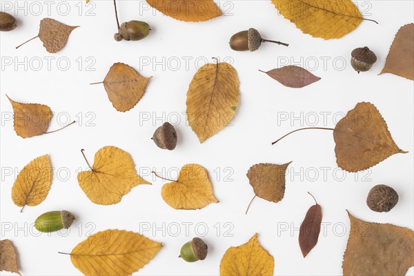 Set yellow fallen leaves acorns