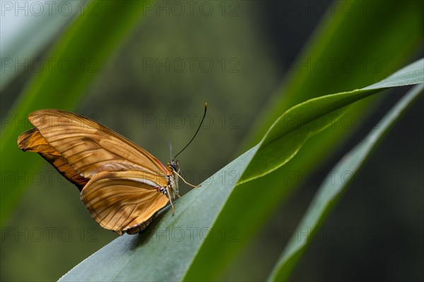 Sideways delicate orange butterfly