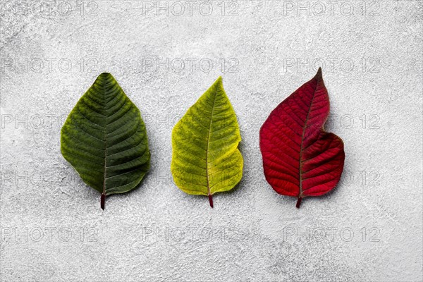 Top view assortment colorful leaves