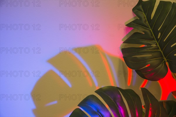 Two monstera leaves with shadow colored backdrop