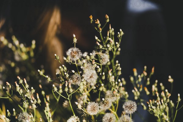 Wild flowers field