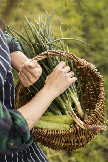 Woman harvesting vegetables