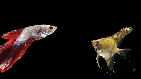 Yellow red betta fish swimming