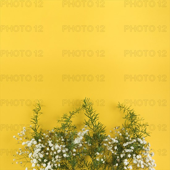 Baby s breath flowers leaves against yellow background