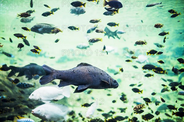 Beautiful fishes swimming sea water