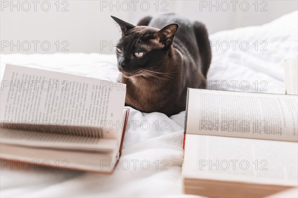 Books near cat bed