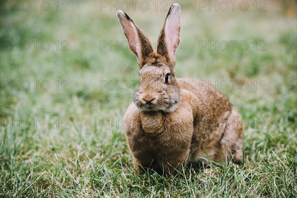 Brown hare with big ears sitting green grass
