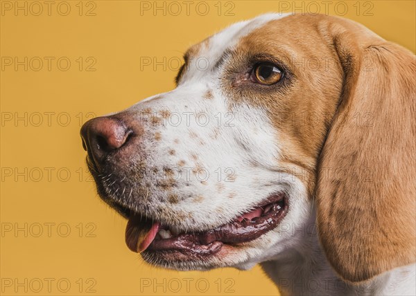 Close up adorable dog with beautiful eyes