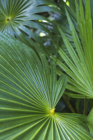 Close up dark green tropical palm leaf