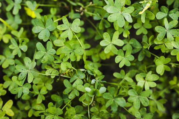 Close up green bermuda buttercup leaves