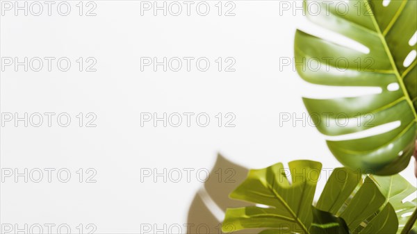 Close up green monstera leaves white background