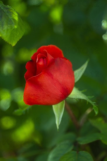 Close up red colored rose