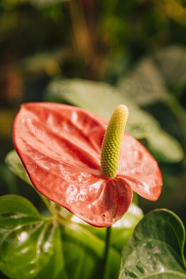 Close up red heart shaped flower anthuriums