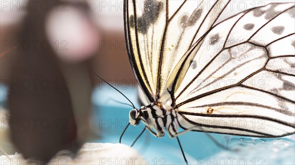 Close up view beautiful butterfly concept