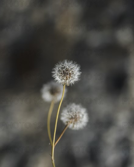 Close up white dandelion flowers