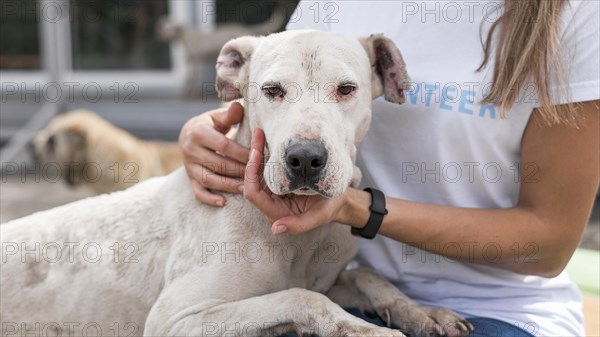 Cute dog shelter being held by woman