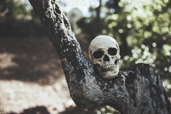 Gloomy skull placed wood