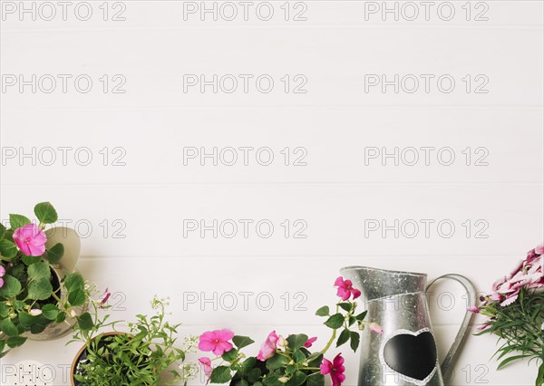 Green plants with watering pot