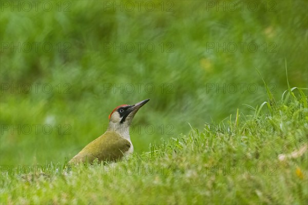 European green woodpecker