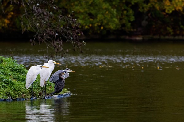 Two great egret