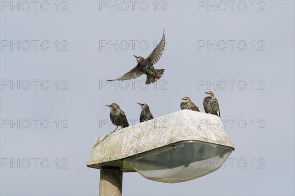 Four starlings standing on a street lamp