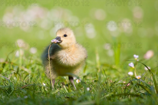 Greylag goose